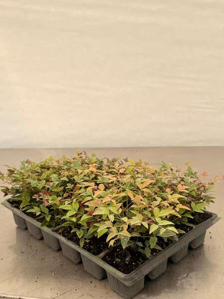 Nandina6